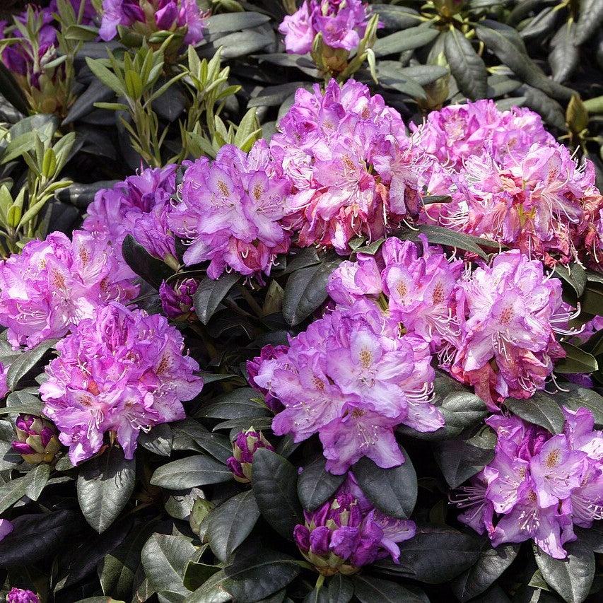 Rhododendron 'Minnetonka' ~ Minnetonka Rhododendron