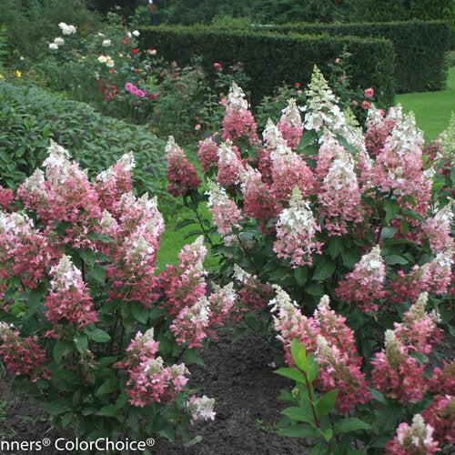 Hydrangea  'Pinky Winky'