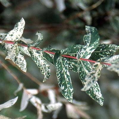 Dappled Willow