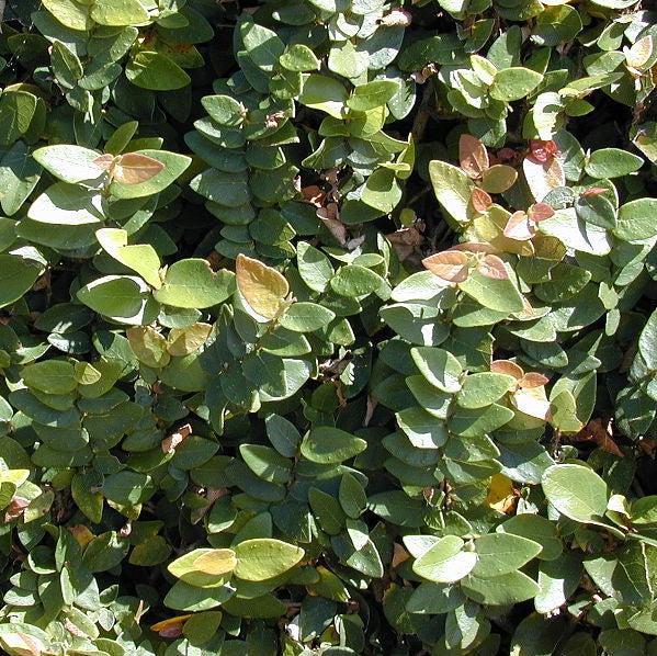 Ficus pumila ~ Creeping Fig