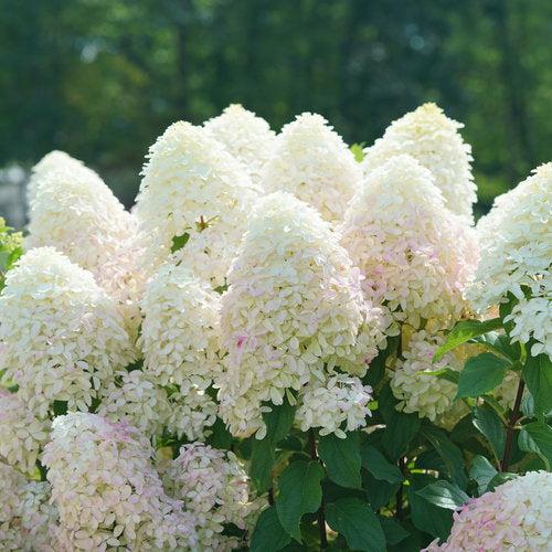 Hydrangea  'Quick Fire Fab'