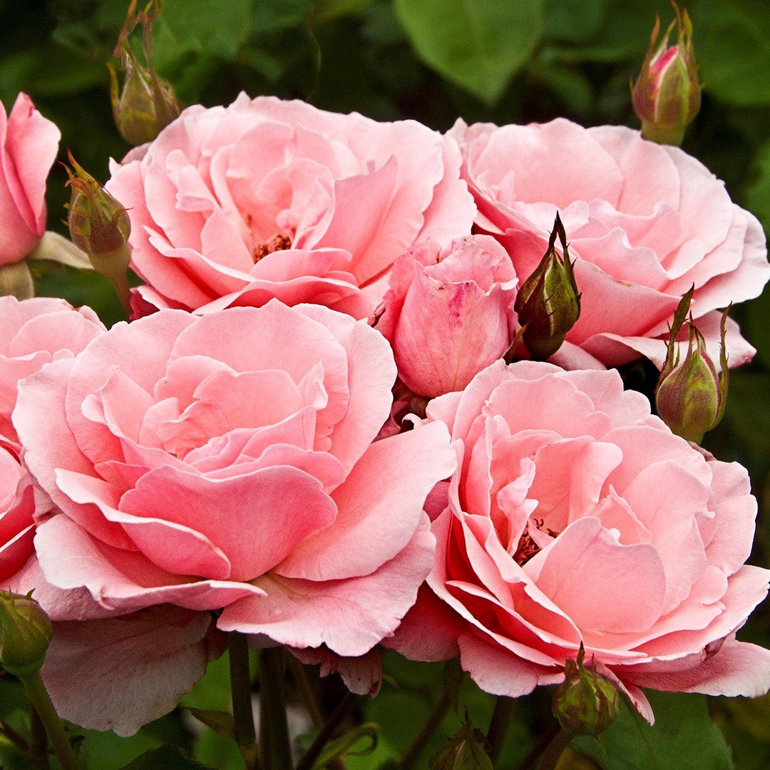 Rosa 'Queen Elizabeth' ~ Queen Elizabeth™ Grandiflora Rose