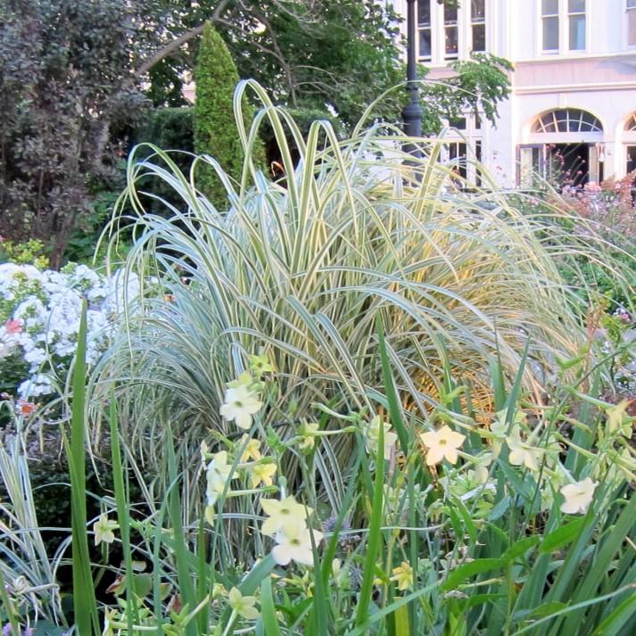 Miscanthus sinensis 'Variegatus' ~ Variegated Maiden Grass