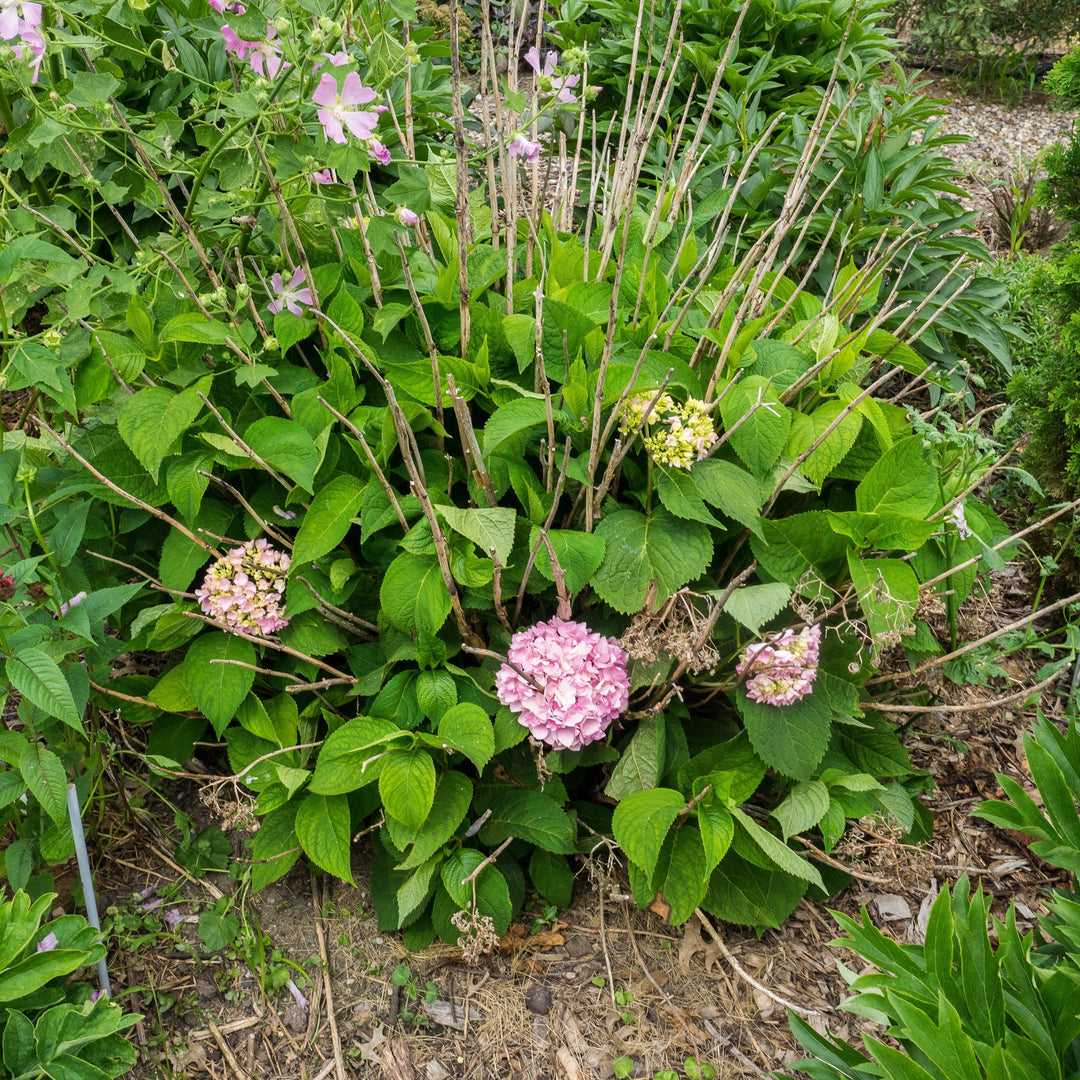 Hydrangea 'Endless Summer' Original