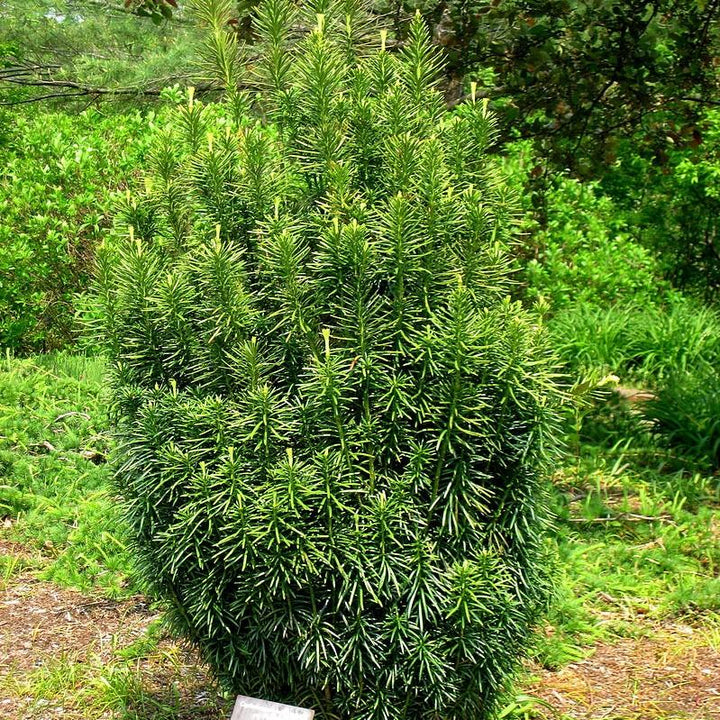 Cephalotaxus harringtonia 'Fastigiata' ~ Upright Japanese Plum Yew