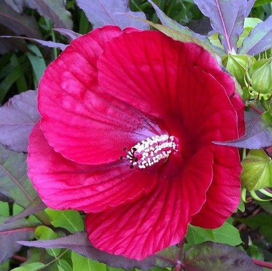 Hibiscus 'Midnight Marvel' ~ Midnight Marvel Red Leaf Hibiscus