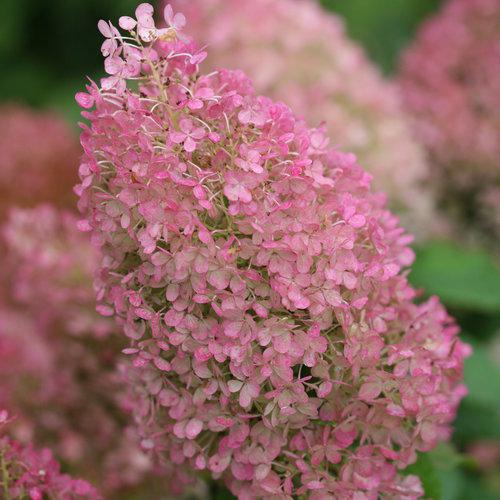 Hydrangea 'Bobo'