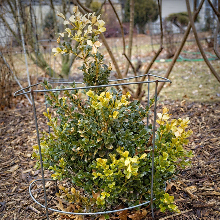 Buxus microphylla var. japonica 'Green Beauty' ~ Green Beauty Boxwood