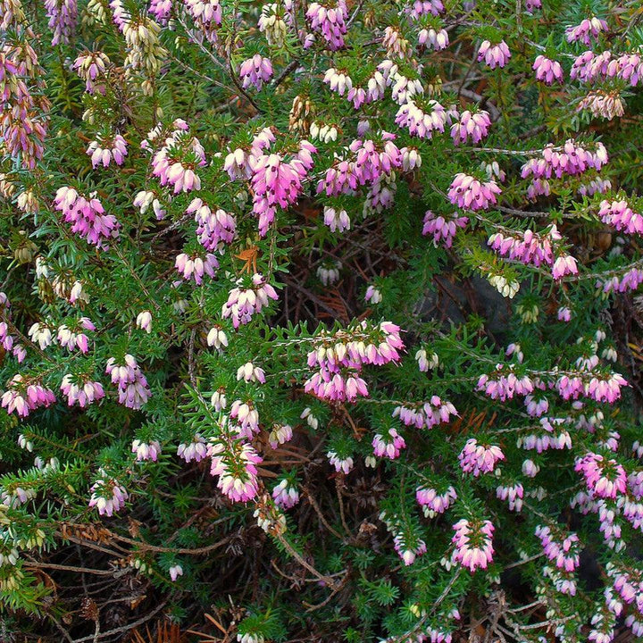 Erica carnea ~ Heather, Pink