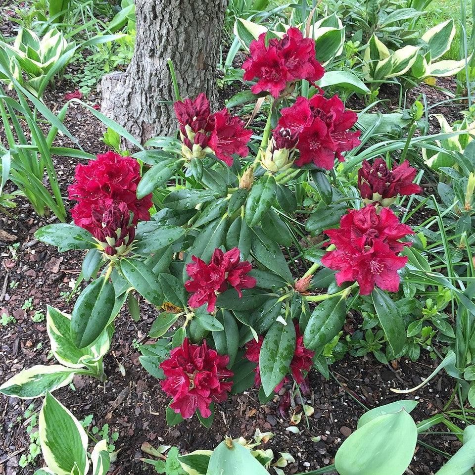 Rhododendron x 'Henry's Red' ~ Henry's Red Rhododendron