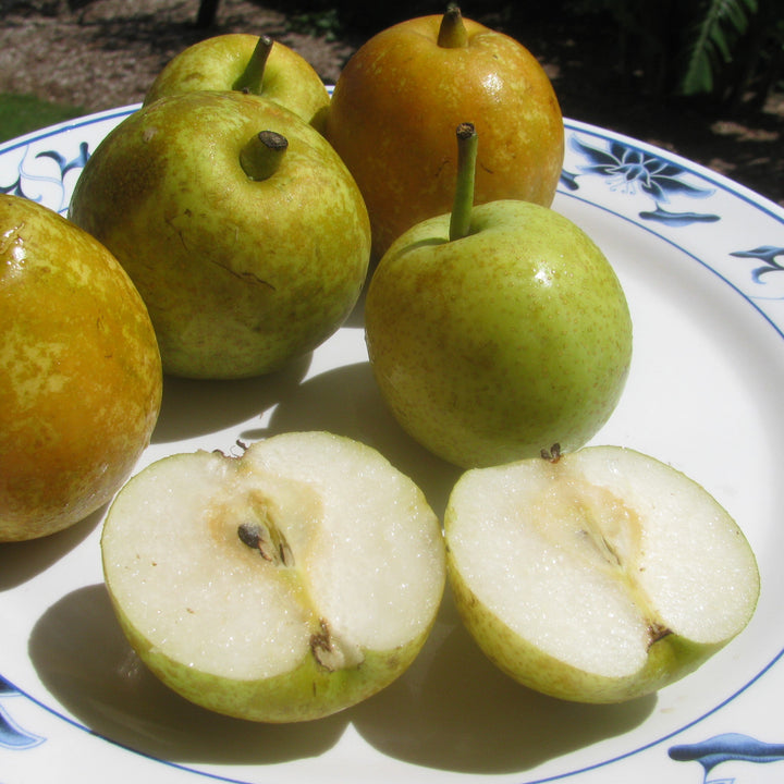 Pyrus pyrifolia 'Shinseiki' ~ Shinseiki Asian Pear