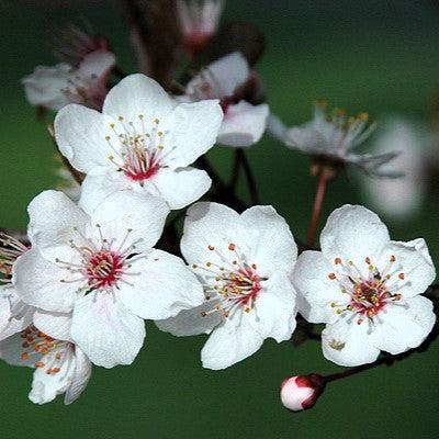 Prunus cerasifera 'Atropurpurea' ~ Purple Leaf Plum