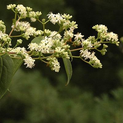 Heptacodium miconioides ~ Seven-Son Flower