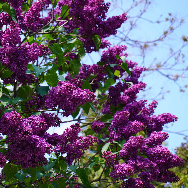 Syringa vulgaris 'Yankee Doodle' ~ Yankee Doodle Lilac