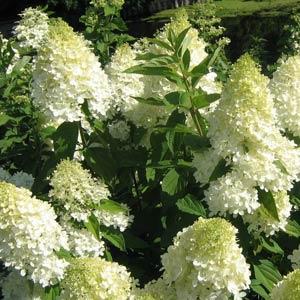 Hydrangea paniculata ‘Bokrathirteen' ~ Sweet Summer Hydrangea