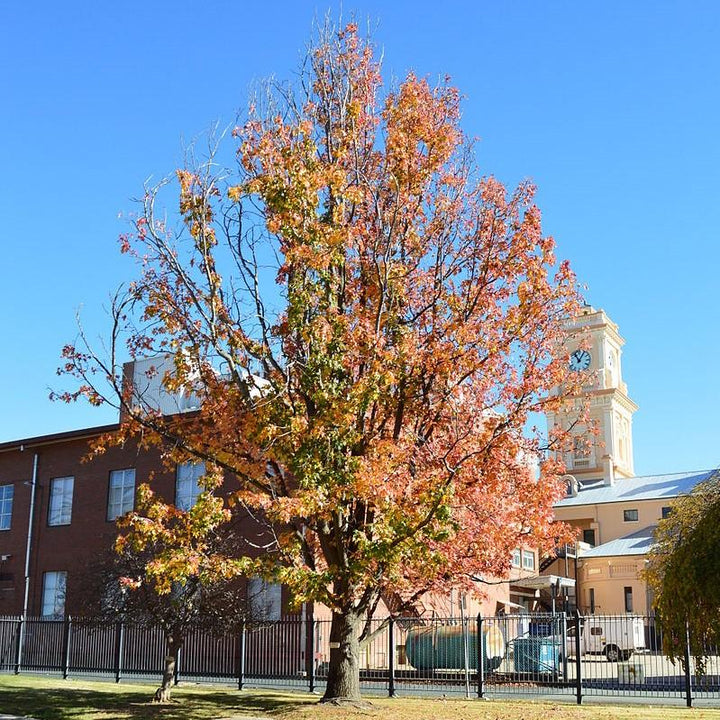 Liquidambar styraciflua ~ Sweetgum