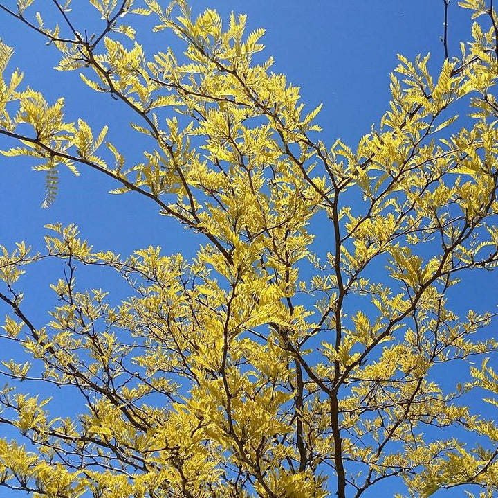 Gleditsia triacanthos inermis 'Skycole' ~ Skyline Honeylocust