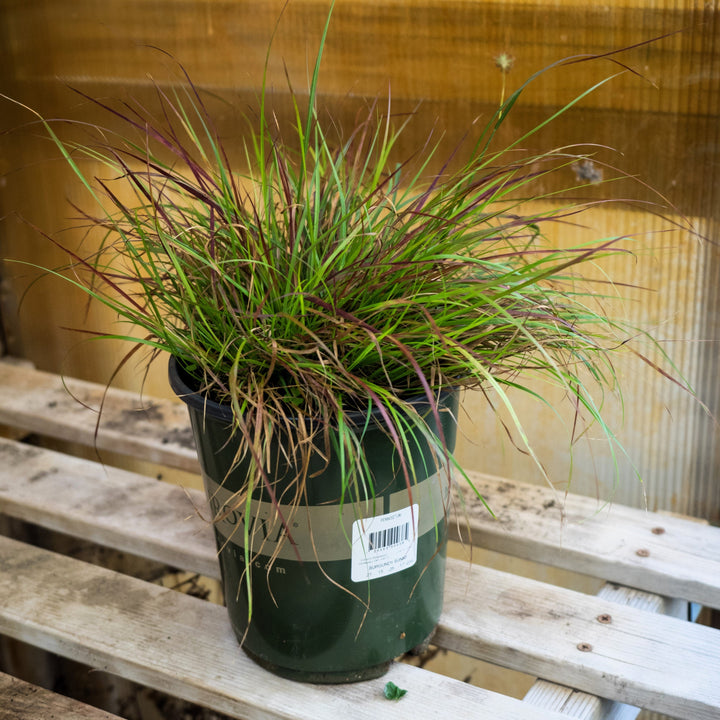 Pennisetum alopecuroides 'Burgundy Bunny' ~ Burgundy Bunny Fountain Grass