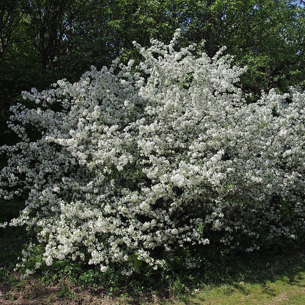 Malus sargentii ~ Sargent Crabapple