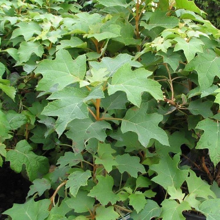 Hydrangea Oakleaf 'Pee Wee'