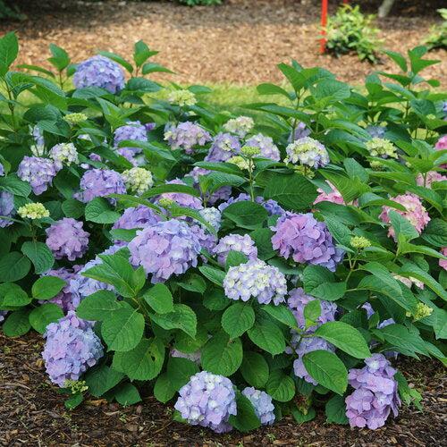 Hydrangea  'Let's Dance Sky View'