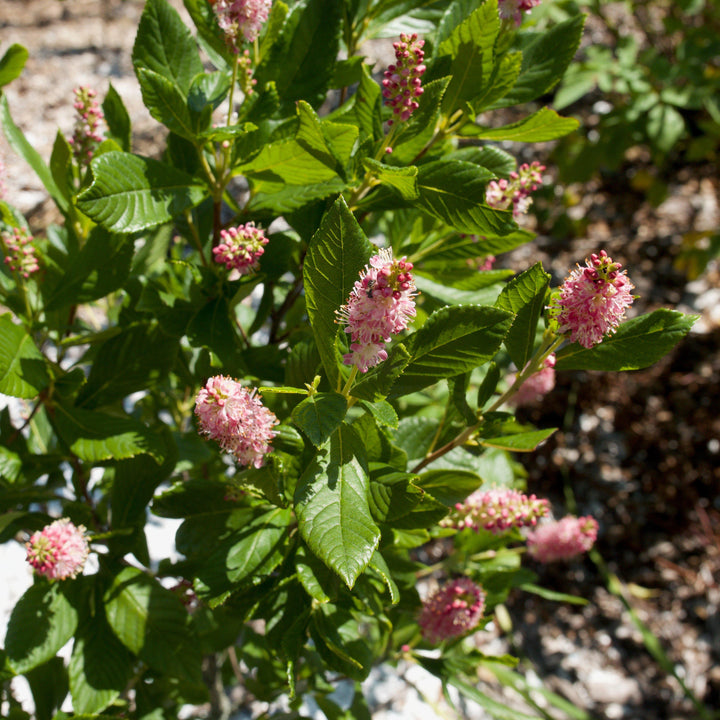 Clethra alnifolia 'Ruby Spice' ~ Ruby Spice Summersweet