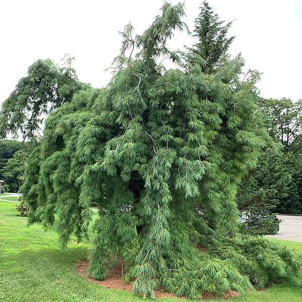 Pinus strobus 'Pendula' ~ Weeping White Pine