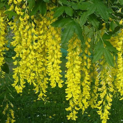 Laburnum x watereri ~ Golden Chain Tree