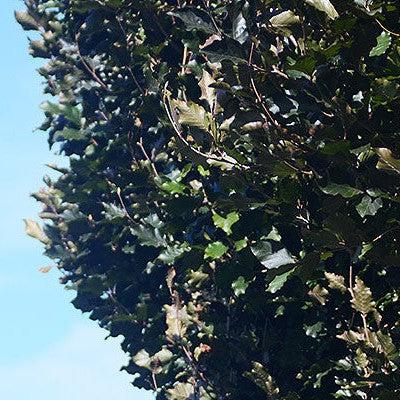 Fagus sylvatica 'Red Obelisk' ~ Red Obelisk Beech