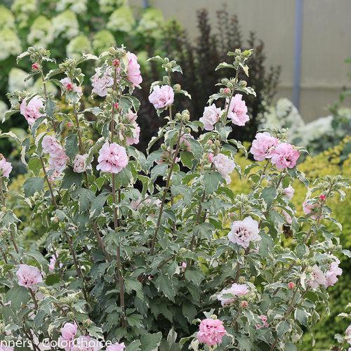 Hibiscus syriacus 'America Irene Scott' ~ Sugar Tip® Rose of Sharon