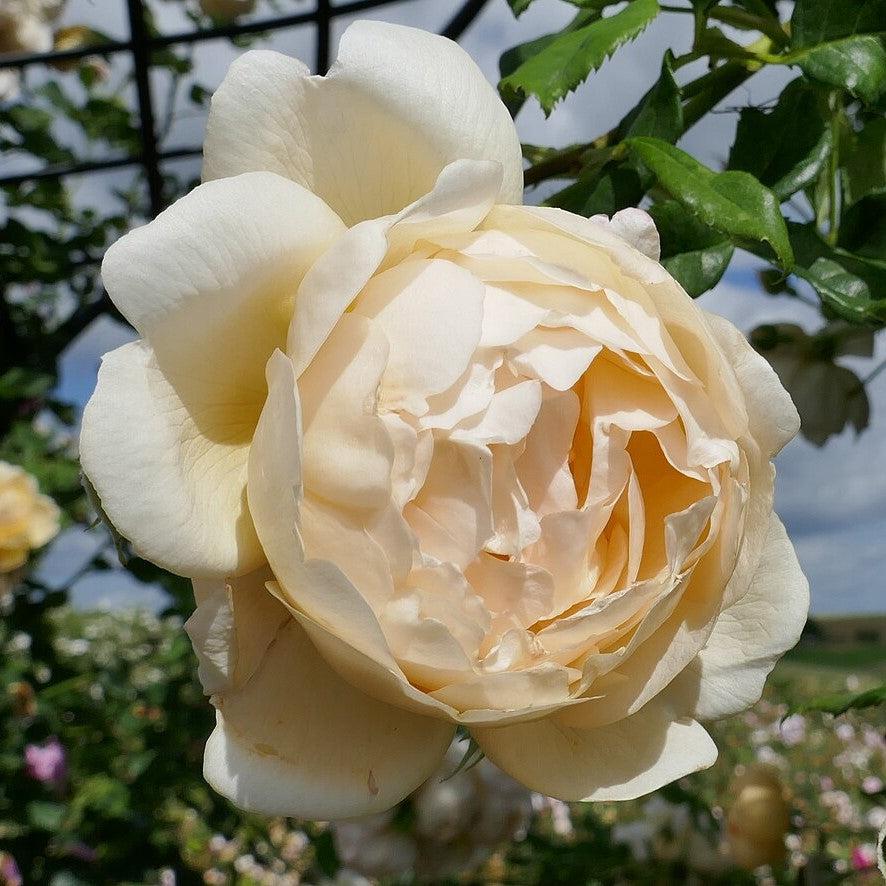 Rosa 'Ausblanket' ~ Wollerton Old Hall Rose