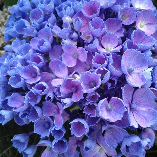 Hydrangea 'Let's Dance Rhythmic Blue'