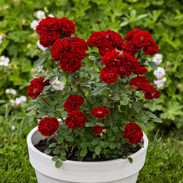 Rosa 'Meirutral' ~ Sunblaze® Red Rose