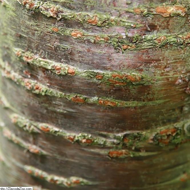 Prunus x incam 'Okame' ~ Okame Flowering Cherry