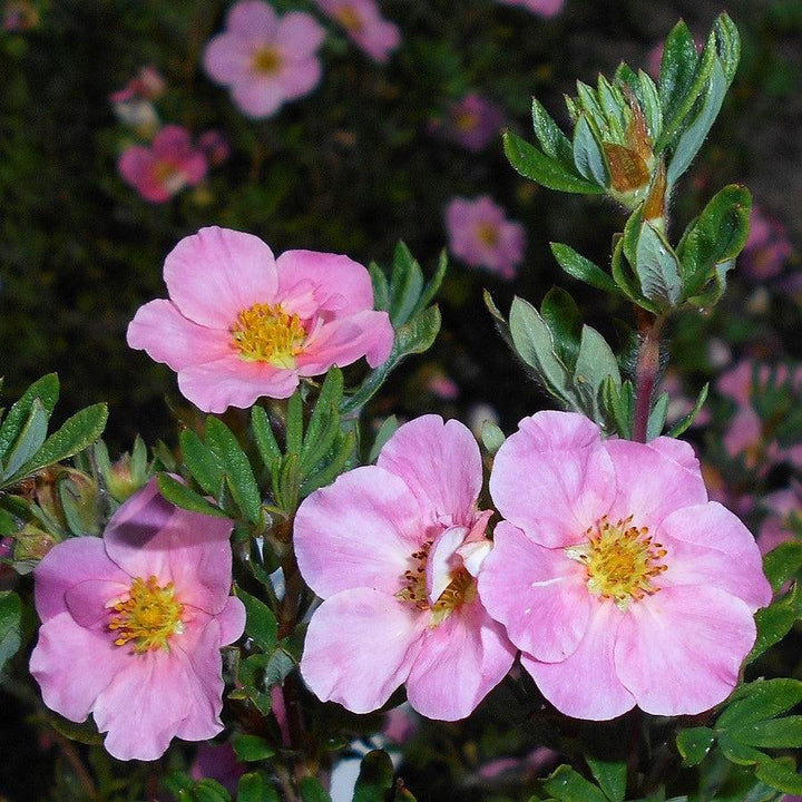 Potentilla fruticosa 'Pink Beauty' ~ Pink Beauty Potentilla