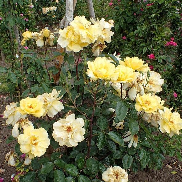 Rosa 'Golden Showers' ~ Golden Showers Rose