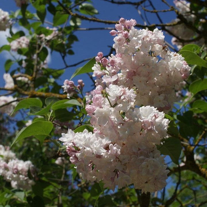 Syringa vulgaris 'Krasavitsa Moskvy' ~ Beauty Of Moscow Lilac