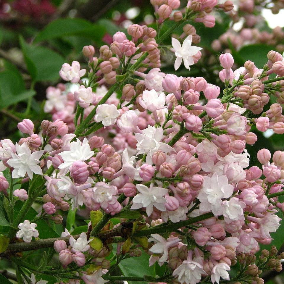 Syringa vulgaris 'Krasavitsa Moskvy' ~ Beauty Of Moscow Lilac