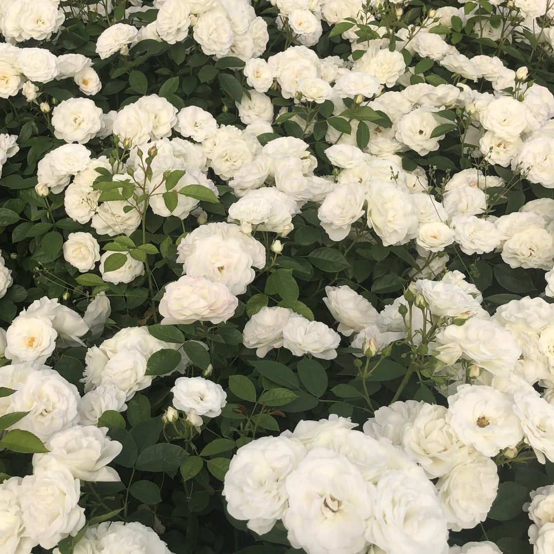 Rosa 'KORfloci111' ~ Veranda® White Rose