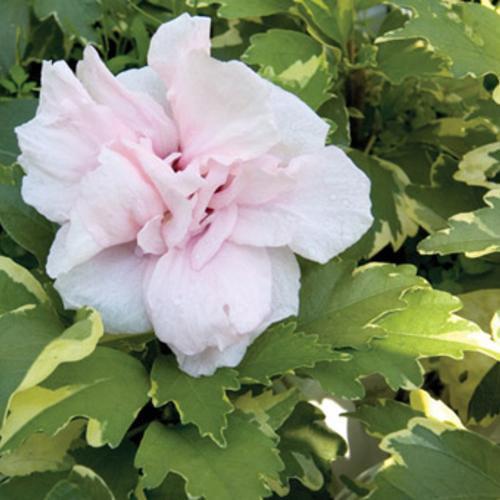 Hibiscus syriacus 'America Irene Scott' ~ Sugar Tip® Rose of Sharon