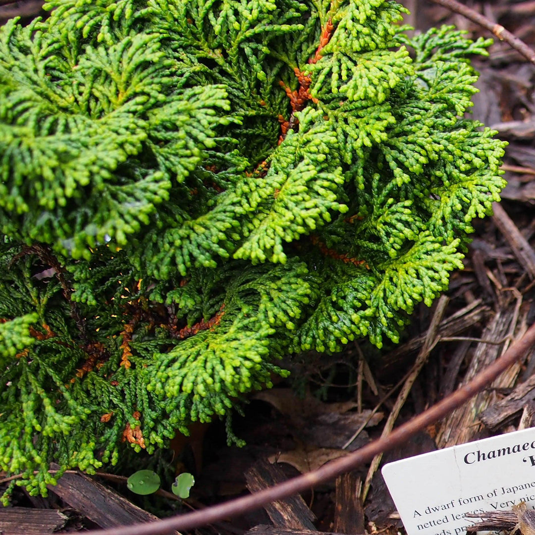 Chamaecyparis obtusa 'Kosteri' ~ Kosteri Hinoki Cypress