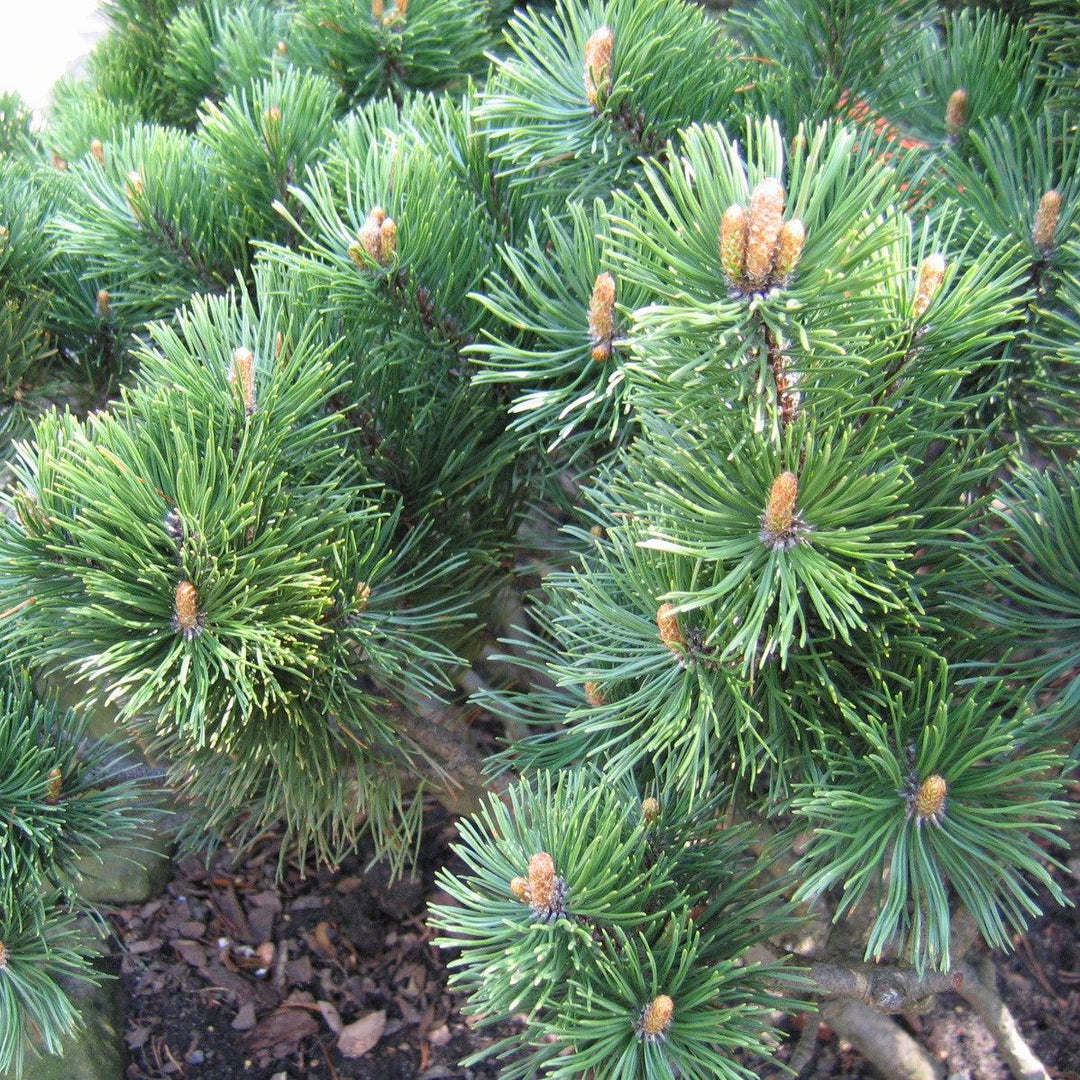 Pinus mugo ~ Mugo Pine