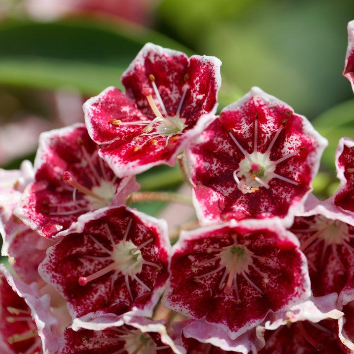 Kalmia latifolia 'Keepsake' ~ Keepsake Mountain Laurel