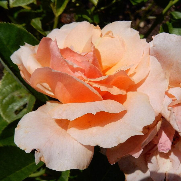 Rosa 'Meibidull' ~ Apricot Candy™ Rose