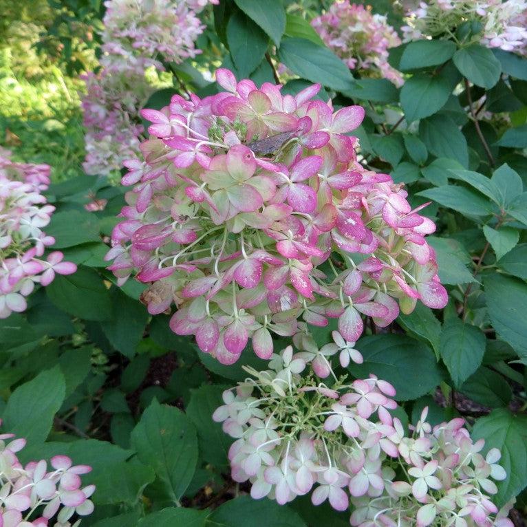 Hydrangea paniculata 'Limelight' ~ Proven Winners® Limelight® Hydrangea