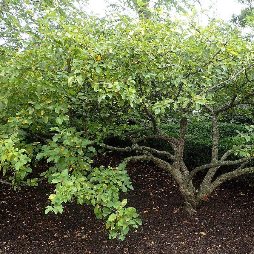 Malus sargentii ~ Sargent Crabapple