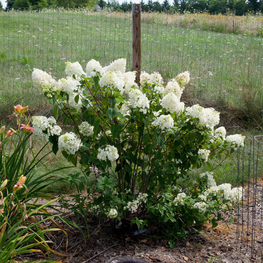 Hydrangea 'Strawberry Sundae'