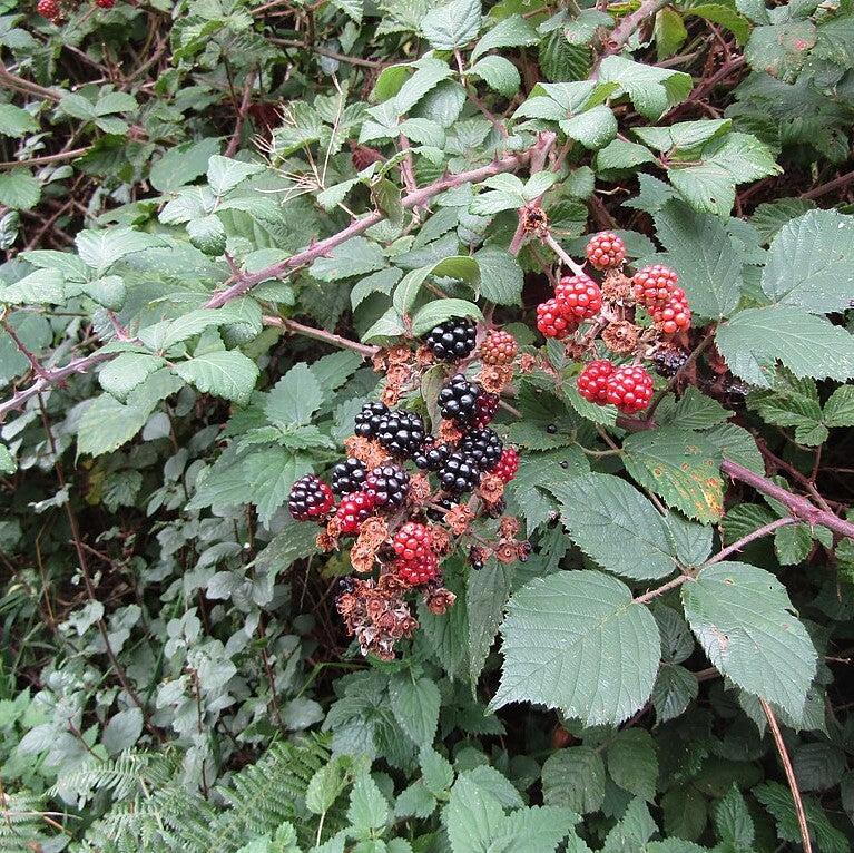 Rubus fruticosus ~ Blackberry