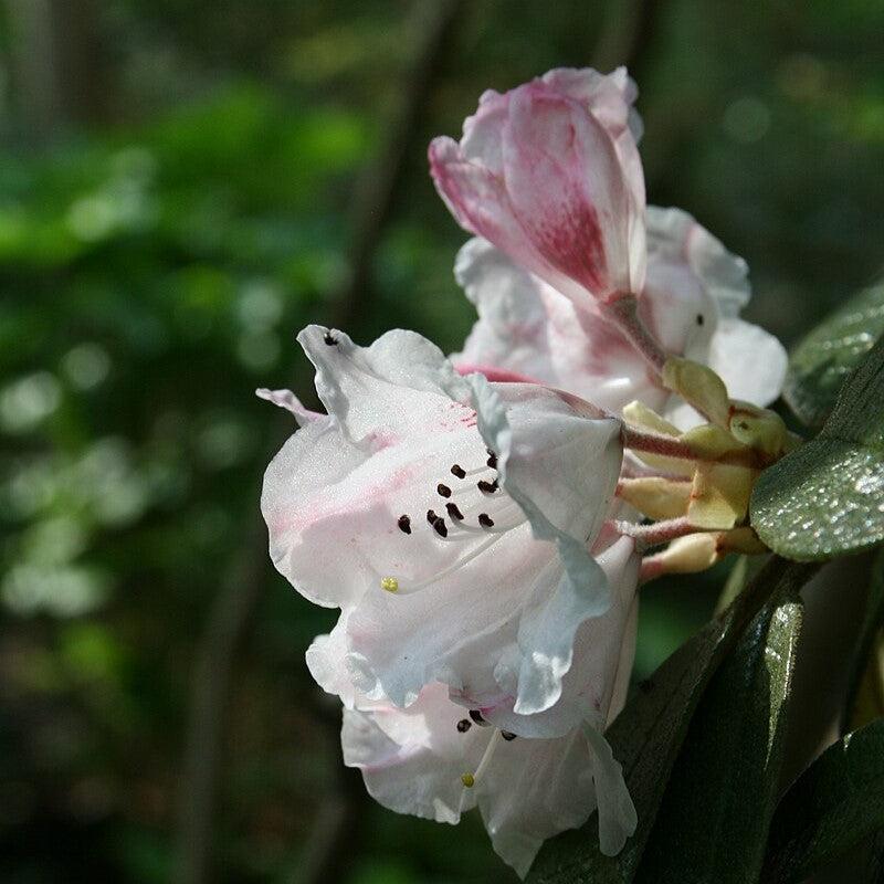 Rhododendron wiltonii ~ Wilton Rhododendron