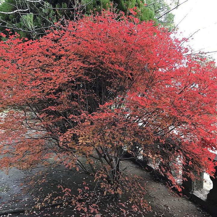 Enkianthus perulatus ~ Enkianthus